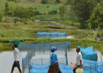 Estudo identifica bactéria Flavobacterium em peixes cultivados no Brasil e alerta para impactos na aquicultura, sem evidências de transmissão a humanos.
