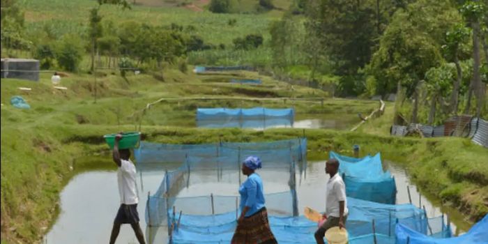 Estudo identifica bactéria Flavobacterium em peixes cultivados no Brasil e alerta para impactos na aquicultura, sem evidências de transmissão a humanos.