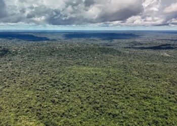 Além do confronto na Copa do Mundo, Brasil e Noruega mantêm cooperação bilionária em iniciativas de preservação ambiental, como o Fundo Amazônia e o TFFF.