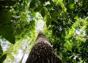 Nova fase do ProFloresta+ amplia recuperação ambiental para todos os biomas e busca fortalecer o mercado de carbono no país.