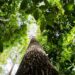Nova fase do ProFloresta+ amplia recuperação ambiental para todos os biomas e busca fortalecer o mercado de carbono no país.