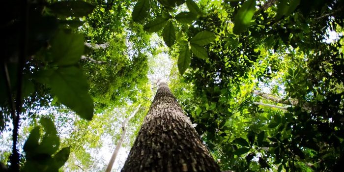 Nova fase do ProFloresta+ amplia recuperação ambiental para todos os biomas e busca fortalecer o mercado de carbono no país.
