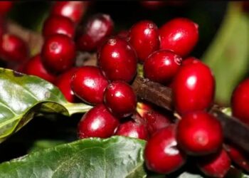 EUA isentam petróleo, carne, café e produtos da aviação da tarifa de 25% sobre importações brasileiras. Governo brasileiro promete reagir.