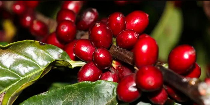 EUA isentam petróleo, carne, café e produtos da aviação da tarifa de 25% sobre importações brasileiras. Governo brasileiro promete reagir.
