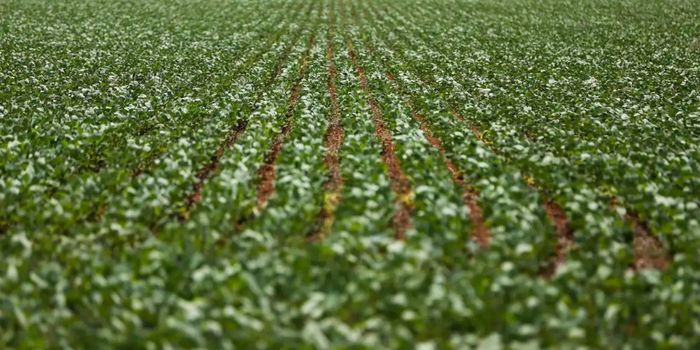 Governo e Frente da Agropecuária terminam reunião sem acordo sobre renegociação de dívidas rurais. Impasse envolve juros, carência e custo fiscal.