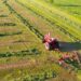 Produtores rurais afetados por perdas climáticas poderão renegociar dívidas com novas linhas de crédito previstas em medida provisória.