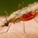 Pesquisadores da Fiocruz identificam novos alvos do parasita da malária e avançam no desenvolvimento de uma vacina mais ampla, capaz de atuar contra diferentes espécies e fases da doença.