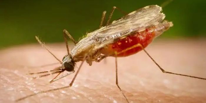 Pesquisadores da Fiocruz identificam novos alvos do parasita da malária e avançam no desenvolvimento de uma vacina mais ampla, capaz de atuar contra diferentes espécies e fases da doença.