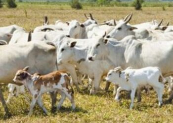 Imagem: Ministério da Agricultura e Pecuária/Agência Gov