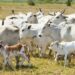 Imagem: Ministério da Agricultura e Pecuária/Agência Gov