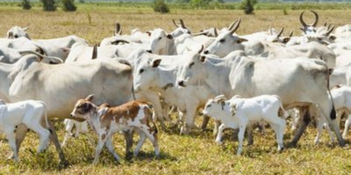 Imagem: Ministério da Agricultura e Pecuária/Agência Gov
