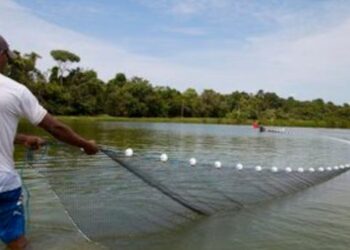 Ministério da Pesca prorroga prazo de atualização cadastral para aquicultores até dezembro de 2026. Brasil tem mais de 35 mil profissionais registrados.