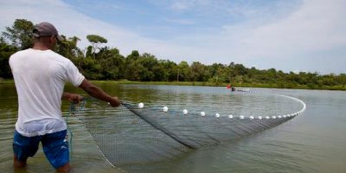 Ministério da Pesca prorroga prazo de atualização cadastral para aquicultores até dezembro de 2026. Brasil tem mais de 35 mil profissionais registrados.
