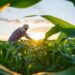 MP do agro deve ser publicada na próxima semana com renegociação de dívidas, carência de até dois anos e prazo maior para produtores rurais.