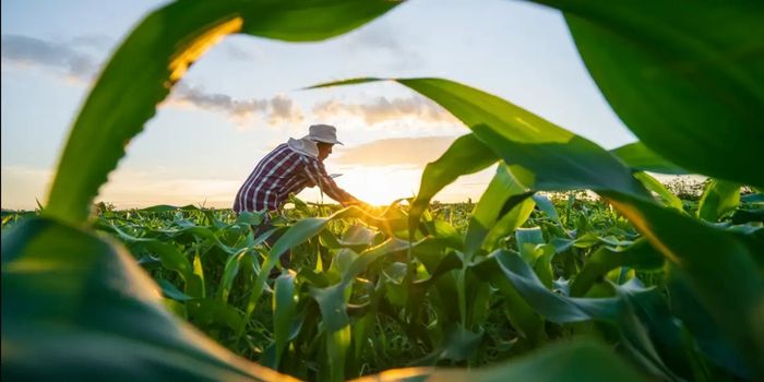 MP do agro deve ser publicada na próxima semana com renegociação de dívidas, carência de até dois anos e prazo maior para produtores rurais.