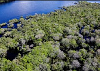 Amazônia registra menor área sob alerta de desmatamento em junho em 20 anos, com queda de 35%. Cerrado também teve redução, segundo o Deter.