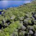 Amazônia registra menor área sob alerta de desmatamento em junho em 20 anos, com queda de 35%. Cerrado também teve redução, segundo o Deter.