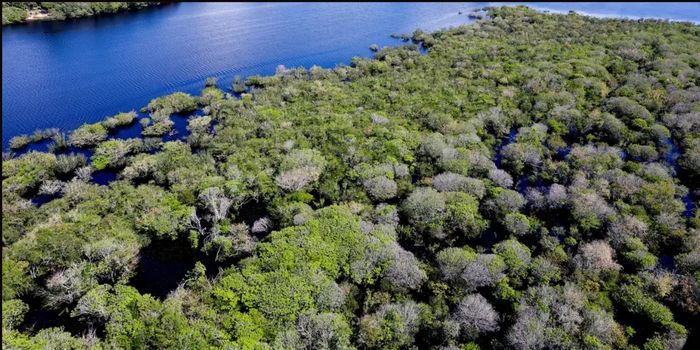 Amazônia registra menor área sob alerta de desmatamento em junho em 20 anos, com queda de 35%. Cerrado também teve redução, segundo o Deter.