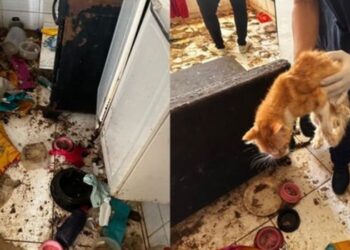 Operação em Salvador resgata 12 gatos de apartamento em situação de abandono. Caso é investigado como maus-tratos aos animais.