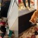 Operação em Salvador resgata 12 gatos de apartamento em situação de abandono. Caso é investigado como maus-tratos aos animais.