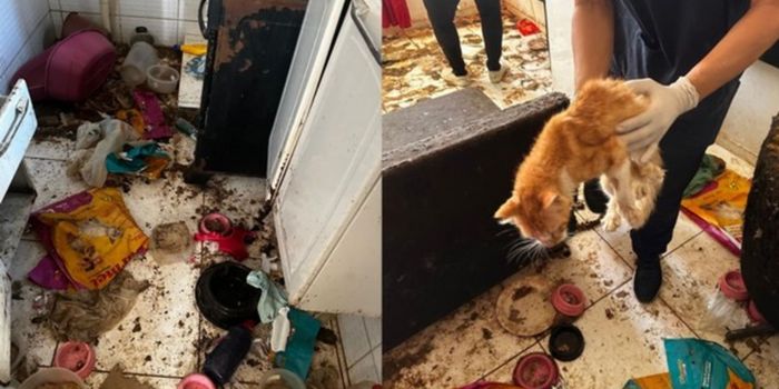 Operação em Salvador resgata 12 gatos de apartamento em situação de abandono. Caso é investigado como maus-tratos aos animais.