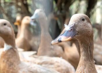 Nova Lei 15.475 proíbe produção e venda de foie gras e outros alimentos obtidos por alimentação forçada de animais em todo o Brasil.