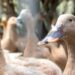 Nova Lei 15.475 proíbe produção e venda de foie gras e outros alimentos obtidos por alimentação forçada de animais em todo o Brasil.