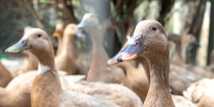 Nova Lei 15.475 proíbe produção e venda de foie gras e outros alimentos obtidos por alimentação forçada de animais em todo o Brasil.