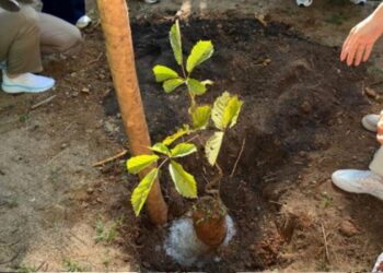 Parque da Fonte Grande recebe mudas de ipê-amarelo em ação ambiental que promove arborização, educação ambiental e preservação da Mata Atlântica.