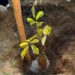 Parque da Fonte Grande recebe mudas de ipê-amarelo em ação ambiental que promove arborização, educação ambiental e preservação da Mata Atlântica.