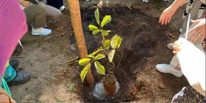 Parque da Fonte Grande recebe mudas de ipê-amarelo em ação ambiental que promove arborização, educação ambiental e preservação da Mata Atlântica.