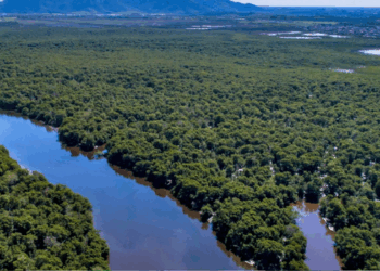 Manguezal de Vitória: Um dos maiores manguezais em área urbana. 📸Reprodução