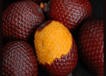 Consumido há gerações, miriti passa a integrar receitas contemporâneas e amplia oportunidades para produtores de Abaetetuba.