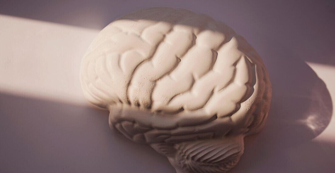 Estudo na Nature revela que organoides cerebrais reproduzem aspectos do cérebro real, mas apresentam alterações no ritmo do desenvolvimento.