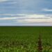 Senado aprova o Profert, programa que prevê incentivos fiscais para ampliar a produção nacional de fertilizantes e reduzir importações.