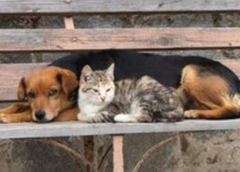 Senado debate projetos para reforçar a proteção animal, criar o Estatuto dos Cães e Gatos e endurecer penas por maus-tratos.