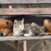 Senado debate projetos para reforçar a proteção animal, criar o Estatuto dos Cães e Gatos e endurecer penas por maus-tratos.