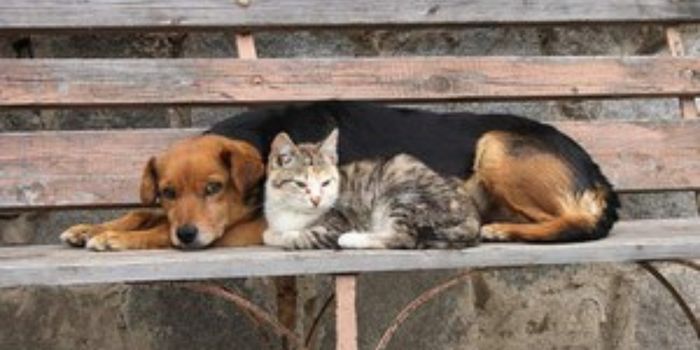 Senado debate projetos para reforçar a proteção animal, criar o Estatuto dos Cães e Gatos e endurecer penas por maus-tratos.