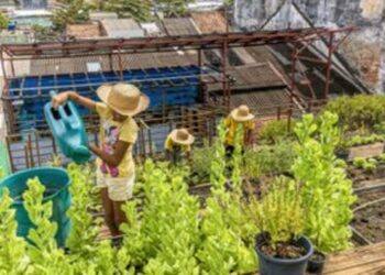 Embrapa oferece curso gratuito sobre hortas comunitárias na plataforma e-Campo com foco em agricultura urbana e segurança alimentar.