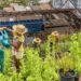 Embrapa oferece curso gratuito sobre hortas comunitárias na plataforma e-Campo com foco em agricultura urbana e segurança alimentar.