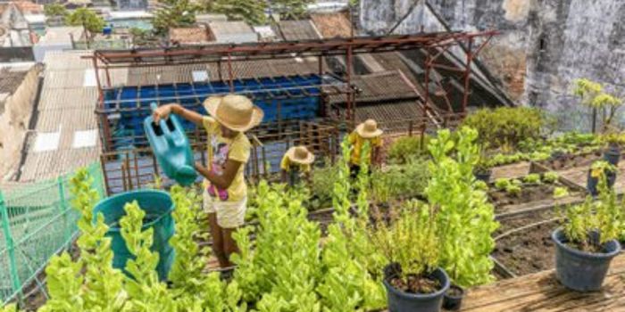 Embrapa oferece curso gratuito sobre hortas comunitárias na plataforma e-Campo com foco em agricultura urbana e segurança alimentar.