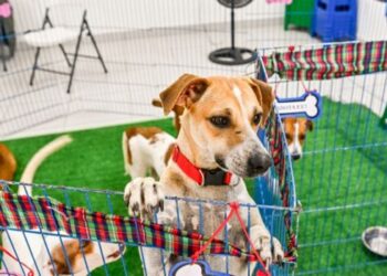 Políticas de proteção animal em Vitória somam 20 mil castrações, 1.304 atendimentos veterinários e 164 adoções de cães e gatos.