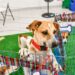 Políticas de proteção animal em Vitória somam 20 mil castrações, 1.304 atendimentos veterinários e 164 adoções de cães e gatos.