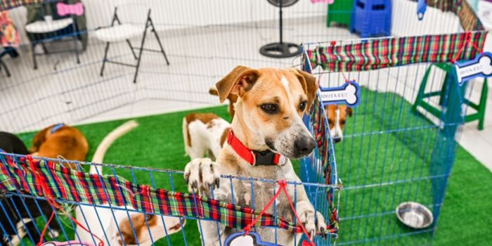 Políticas de proteção animal em Vitória somam 20 mil castrações, 1.304 atendimentos veterinários e 164 adoções de cães e gatos.