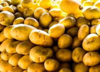 Preços de batata, tomate e cenoura caíram nas Ceasas em julho, segundo a Conab. A maior oferta da safra de inverno pressionou as cotações.