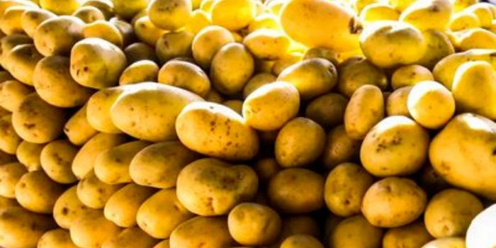 Preços de batata, tomate e cenoura caíram nas Ceasas em julho, segundo a Conab. A maior oferta da safra de inverno pressionou as cotações.