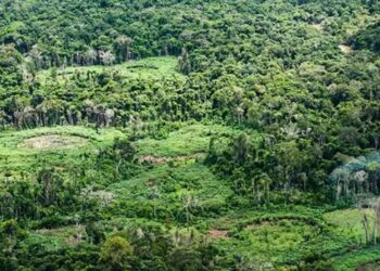 Pesquisa reúne saber indígena e ciência para catalogar a biodiversidade da Terra Indígena Panará, com quase 15 mil registros de espécies.