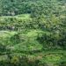 Pesquisa reúne saber indígena e ciência para catalogar a biodiversidade da Terra Indígena Panará, com quase 15 mil registros de espécies.