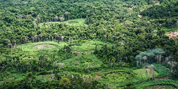 Pesquisa reúne saber indígena e ciência para catalogar a biodiversidade da Terra Indígena Panará, com quase 15 mil registros de espécies.