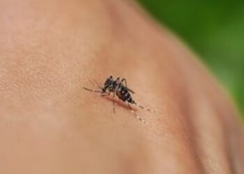 Dengue, zika, chikungunya e Oropouche têm sintomas semelhantes. Especialista explica diferenças, sinais de alerta e formas de prevenção.